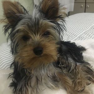 Meet your Posher, Lili